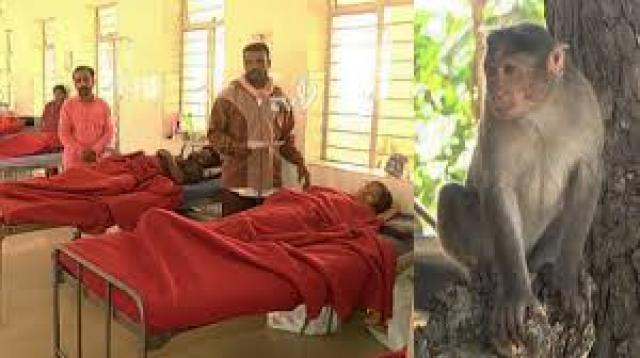  ಮಂಗನಕಾಯಿಲೆ: ತಜ್ಞರ ತಂಡ ಮುಂದಿನ ವಾರ ಶಿವಮೊಗ್ಗ ಜಿಲ್ಲೆಗೆ ಭೇಟಿ- ಕೆ.ಎಸ್.ಈಶ್ವರಪ್ಪ